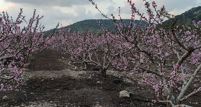 מטע שקדיות ברמות מנשה
