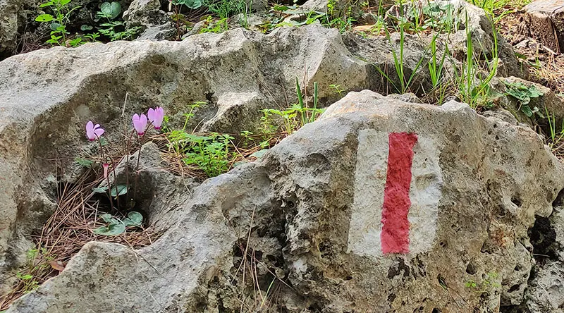 פריחת רקפות בכרמל