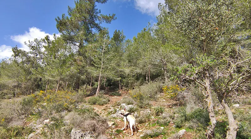 עליה בשביל המערות