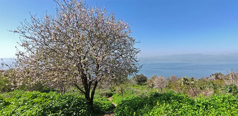 שקדיות בעין השלום