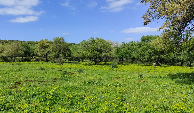 שמורת טבע אלוני אבא קרחת יער