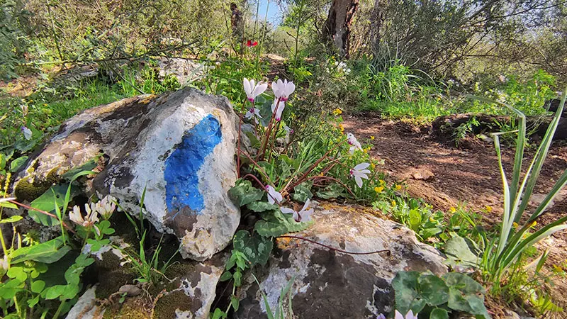 רקפות בשמורת טבע אלוני אבא