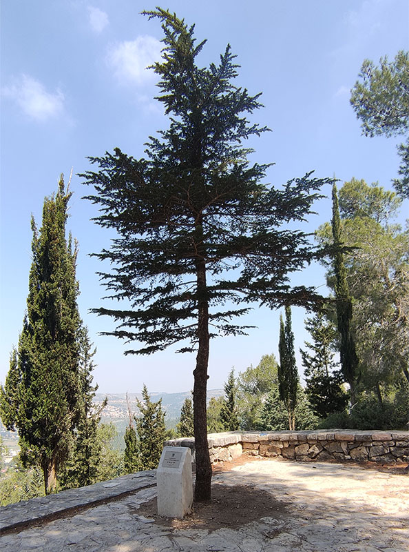 עץ הארז שנטע דוד בן גוריון