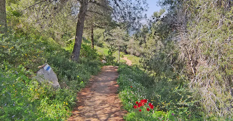 שביל הארז פריחה