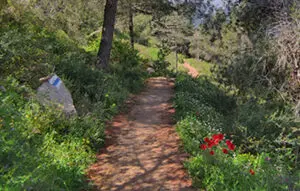 שביל הארז ביער ירושלים