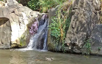מעיינות רמת הגולן