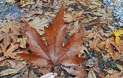 שלכת בישראל