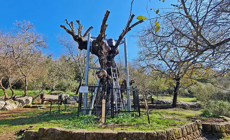 עץ האלון הגדול