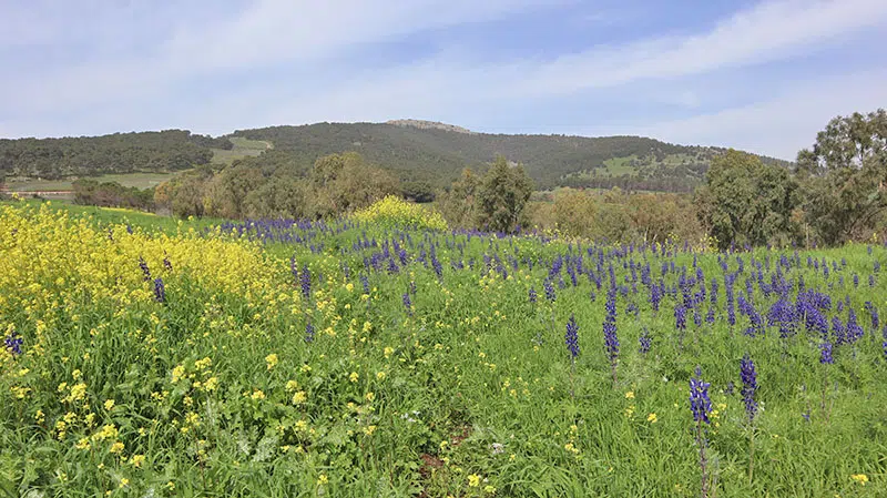 מקבצי תורמוסים עצומים עצומים בגבעת התורמוסים בנעורה