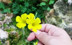 פריחה בואדי לוטם בחיפה