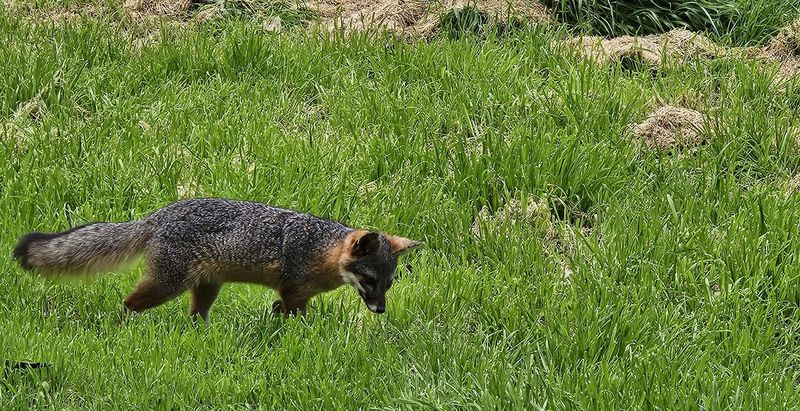 שועל בסנטה קרוז, קליפורניה