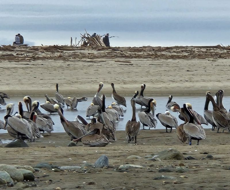 עופות מים במאליבו, קליפורניה