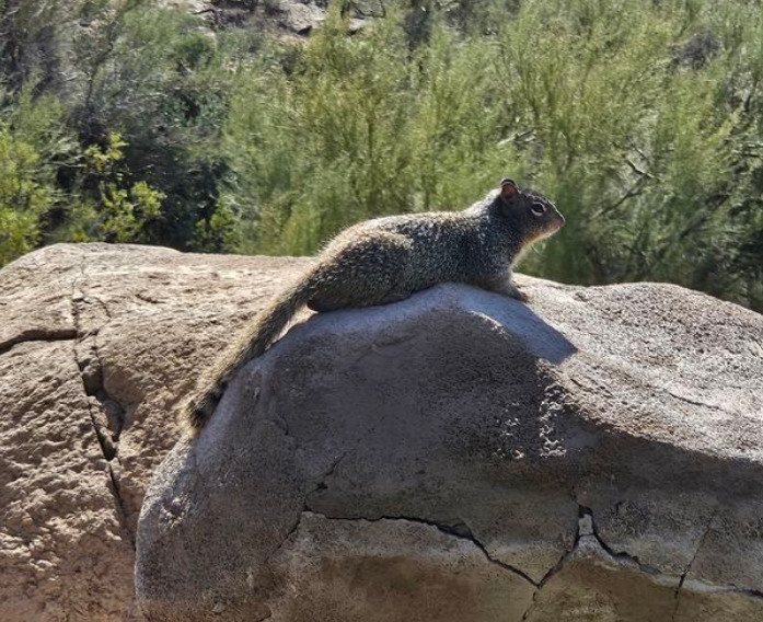 סנאי בפארק לאומי סגוארו