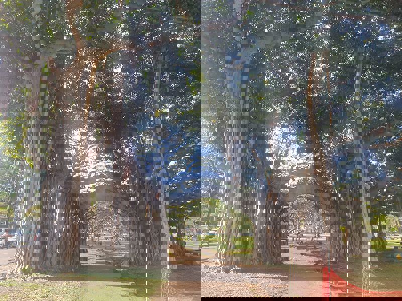 עצי באניין, הוואי