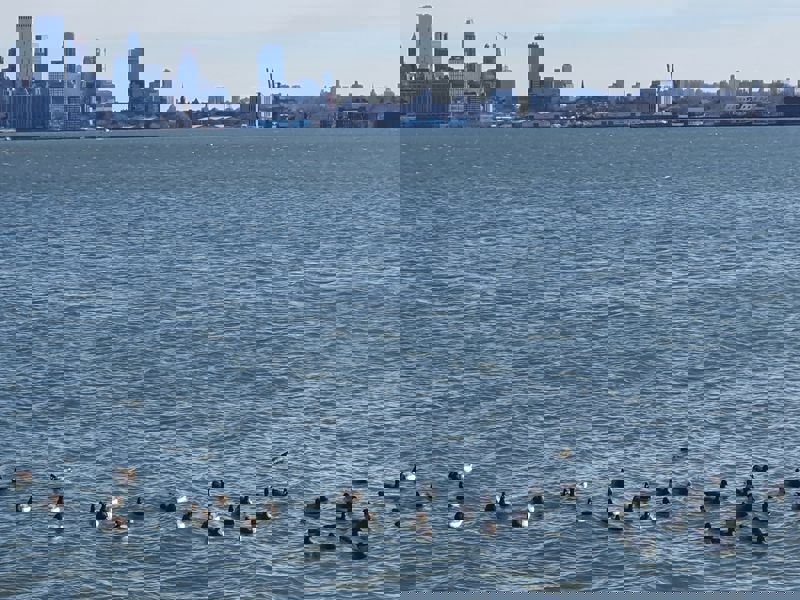 הנוף לניו יורק מהטיילת של ג'רזי סיטי, ניו ג'רזי