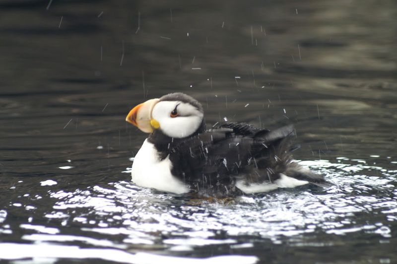 תוכי ים (פאפין), אלסקה