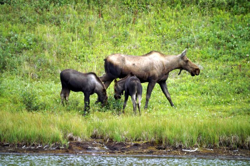 מוס, פארק לאומי דנאלי, אלסקה
