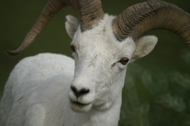 עז הרים, פארק לאומי דנאלי, אלסקה