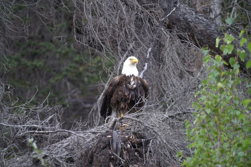 עיטם לבן ראש, אלסקה