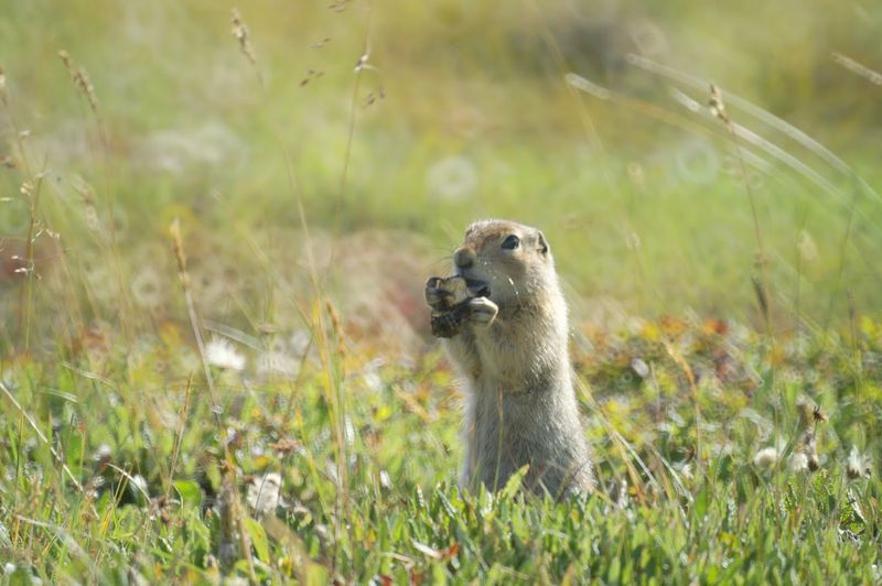 פריירי דוג, אלסקה