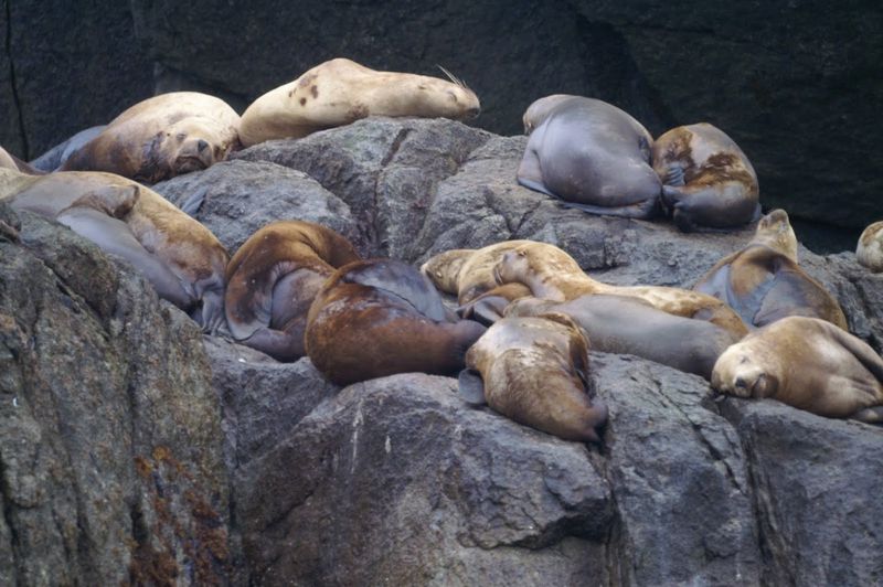 אריות ים, אלסקה