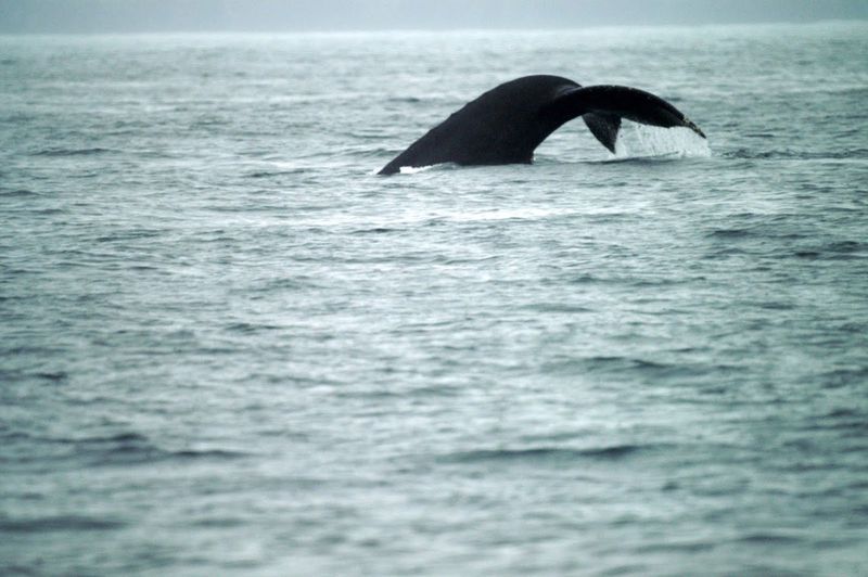 לוויתן, אלסקה