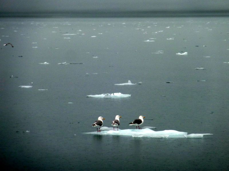 שחפים, אלסקה