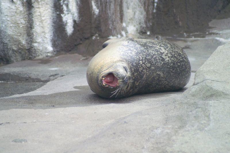 כלב ים, אלסקה