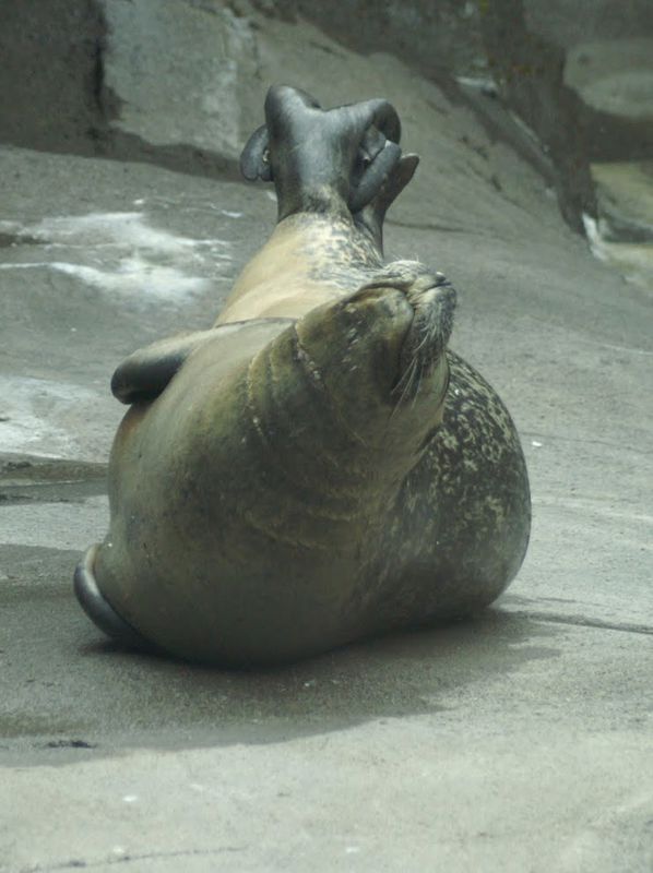 כלב ים, אלסקה