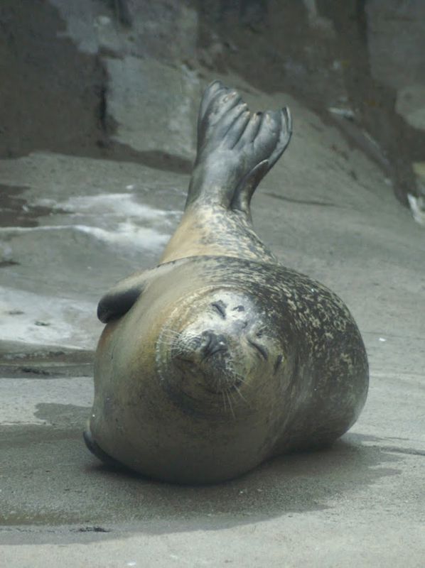 כלב ים, אלסקה