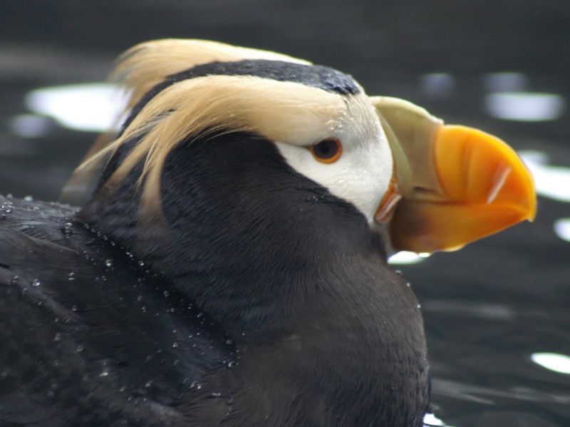 תוכי ים (פאפין), אלסקה