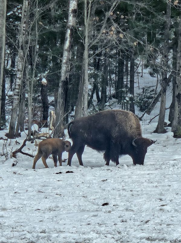 ביזונים, פארק אומגה, מונטריאול, קנדה